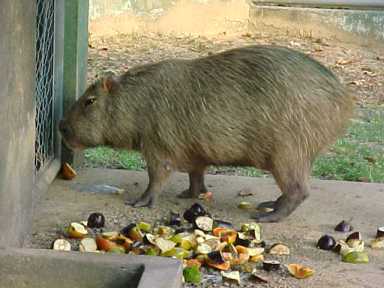 28_capivara.jpg - 16805 Bytes