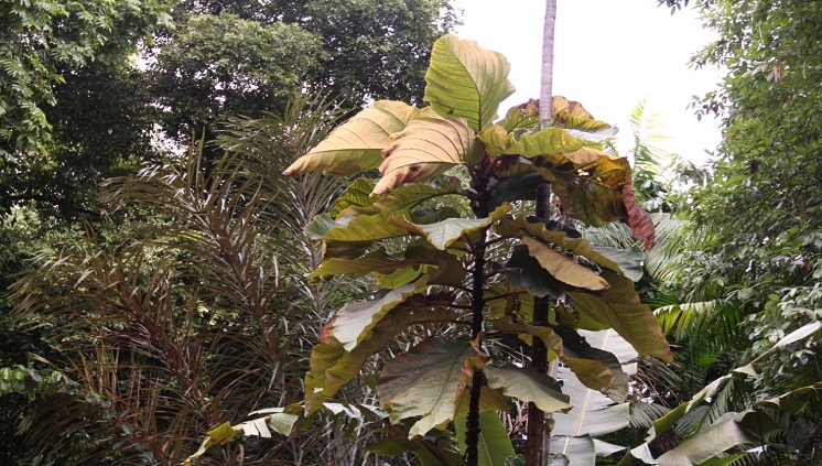 Coccolobagigantifolia WéricaLimaInpa