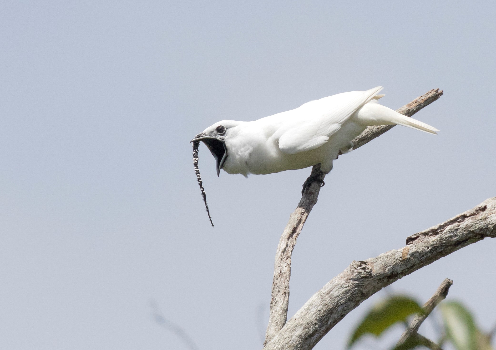 This image shows a male white bellbird screaming its mating call 1 CREDIT Anselmo dAffonseca