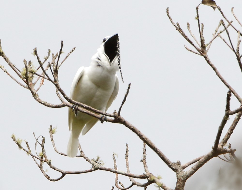 This image shows a male white bellbird screaming its mating call 2 CREDIT Anselmo dAffonseca
