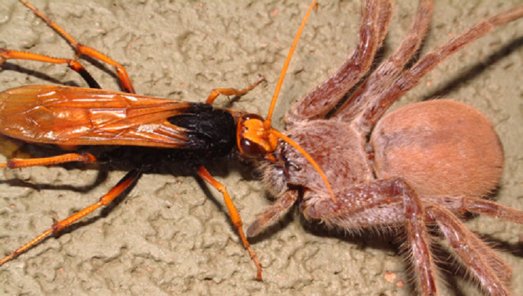 Conheça as vespas 'caçadoras' de aranha, Terra da Gente